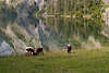 915757_Khe am Wasserufer Obersee Foto grasen auf traditionell bewirtschafteten Fischunkelalm