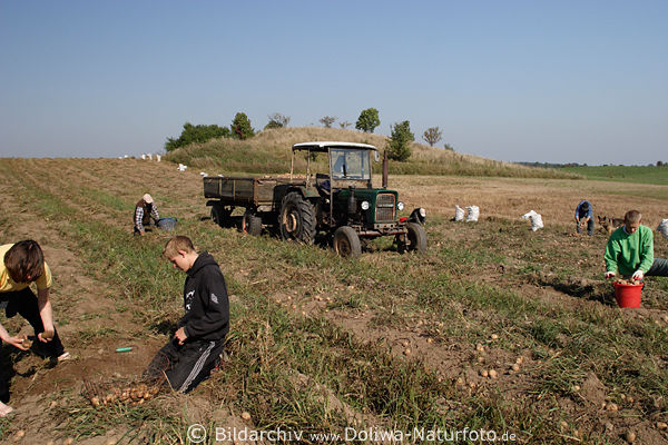Kartoffelsammeln Kartoffelernte Ackerfeldarbeit