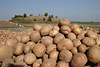 509539_ Frische Kartoffeln Foto noch auf Ackerfeld, gesammelten rosa-gelbe essbare Knollen aus der Erde