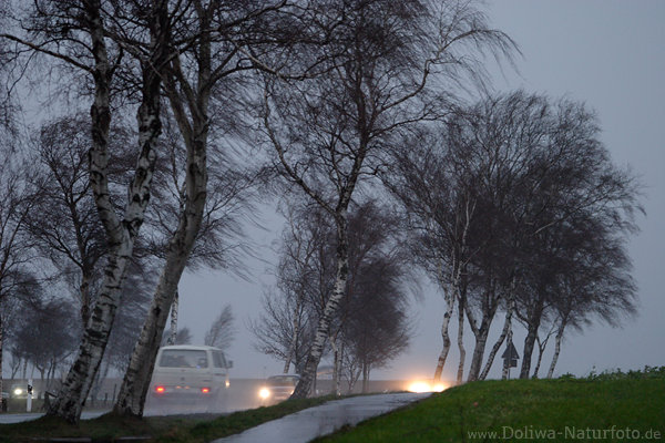 Orkan Unwetter an Strasse mit Autos Verkehr unter Bumen in Orkanben