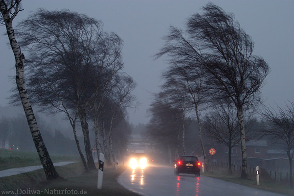 Regenschauer Windpeitsche an Landstrasse geneigte Bume in Orkanben Unwetter Bild