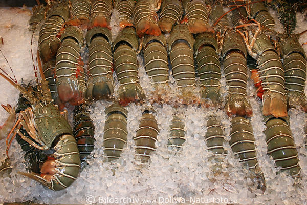 Langusten im Eis Krebstiere mit Panzer Meerfrchte Delikatesse in Eis Speiselangusten