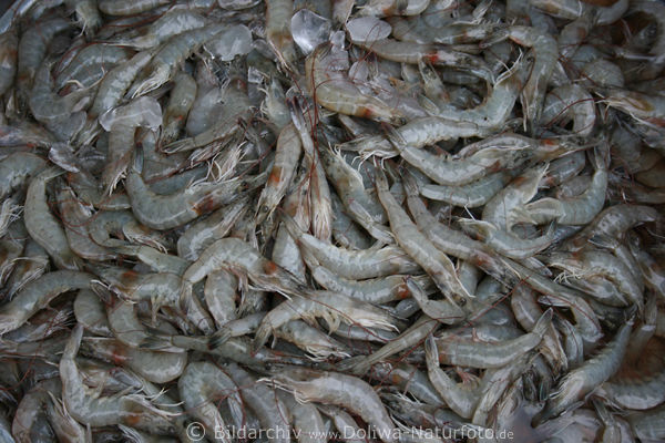 Garnelen shrimps Krevette Palaemon serratus Nordseegarnele