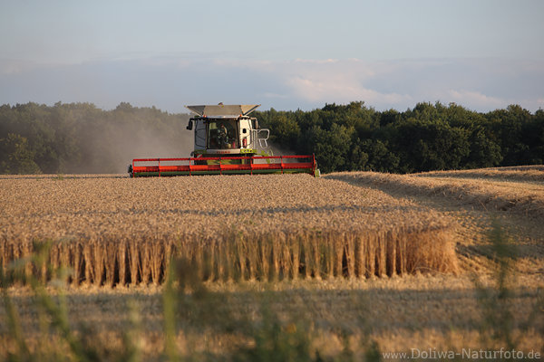 Mähdräscher in Weizenfeld Getreideernte in Sommer Abendlicht-Arbeit