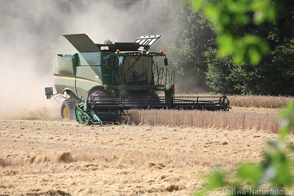 Mahd Getreide maehen mit Mhdrescher in Staub am Waldrand