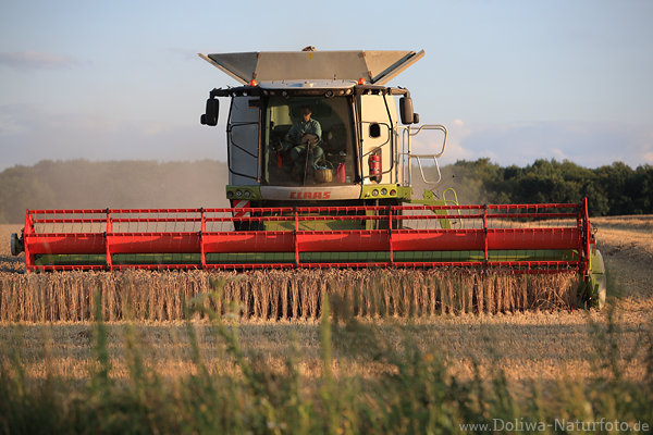 Weizenmahd mit Mhdrescher in Sptsommer Abendlicht Landwirt-Maschine mht letzte Getreidepflanzen