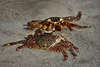 Krabbenpaar im Strand-Sand Tierfoto Krebstiere auf Meerstrand