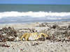 Strandkrabbe Bild auf weissem Strand & Meerblick in Melbourne USA, Carcinus maenas Foto
