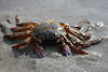 Krabbe im Strandsand Tierfoto Krebstier am Meer in Sonne krabbeln  