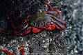 Rote Krabben am nassen Felsvorsprung