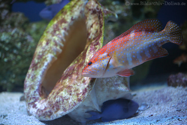 Felsenbarsch rotbraun gestreifter Raubfisch gepunktet am Riesenmuschel