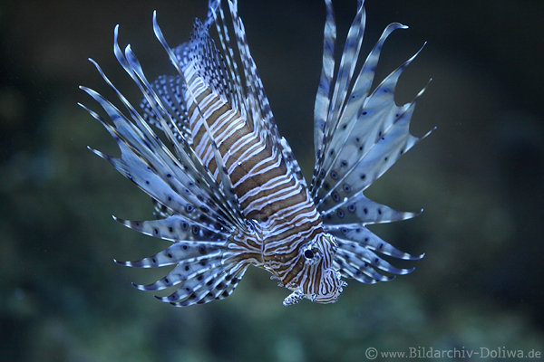 Rotfeuerfisch auffllige Fcherflossen mit Giftstacheln Unterwasserfoto
