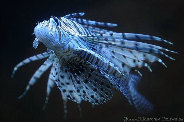 Feuerfisch bedrohlich wie Drache Monstermaul Fcherflossen Giftstacheln schwimmend