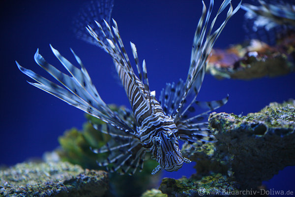 Riffuntier mit Giftstacheln in Blauwasser gefhrlicher Rotfeuerfisch