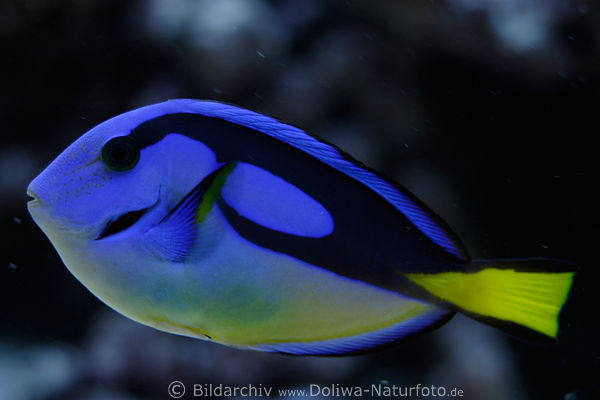 Doktorfisch Palettendoktorfisch gelbblau