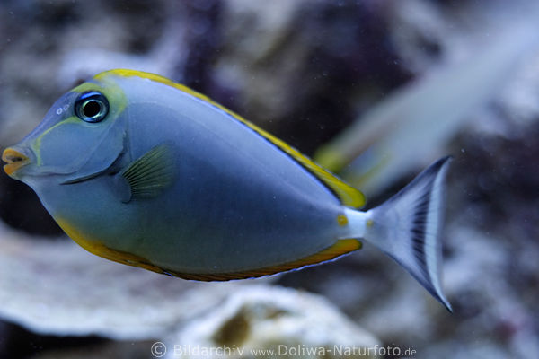 Indischer Gelbklingen Nasendoktor Naso elegans Doktorfisch