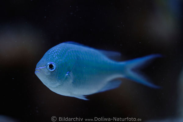 Riffbarsch Chromis viridis Schwalbenschwnzchen hellblau Schwarmfisch