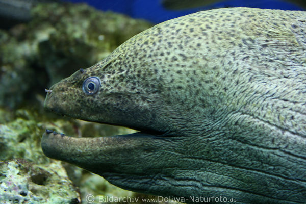 Mittelmeer-Murne Aalfisch Kopf groer Fischmaul in Wasser schwimmen