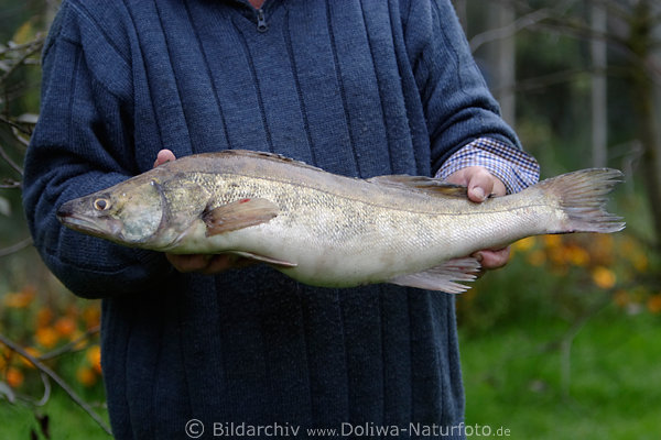 Zander Stizostedion lucioperca langer Ssswasserfisch in Fischershnden