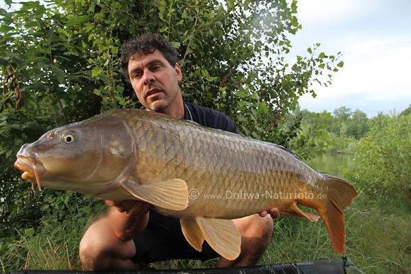 Schuppenkarpfen Fischriese goldbraun Prachtstck langer Krper mit Angler auf Hnden