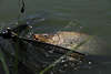 Schuppenkarpfen Fischfoto im Wasser am Angelhaken goldbrauner Fischriese Bild