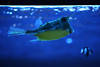 Vierhornfisch schwimmend unter Wasseroberfläche auf Flachbauch