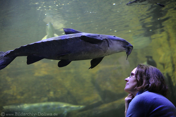 Dornwels Kujukuju Grossfisch ber Frau am Aquarium-Glaswand