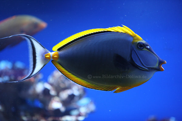 Nasendoktor schwimmender Doktorfisch in Aquariumwasser