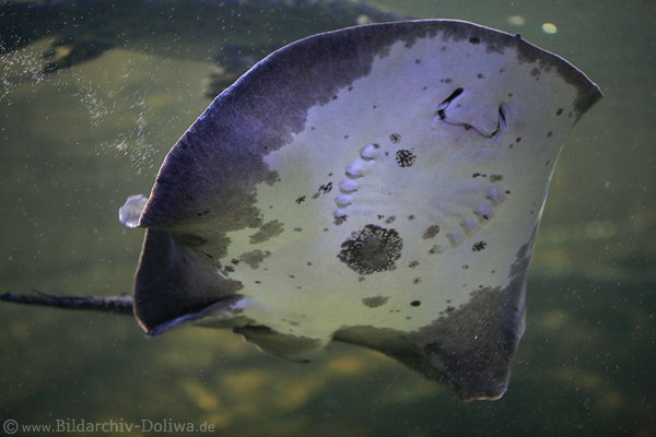 Manta Rochen lebender Flachfisch Bauchseite mit Maul