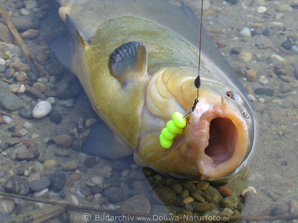 Schleie am Angelhaken Fisch in Uferwasser