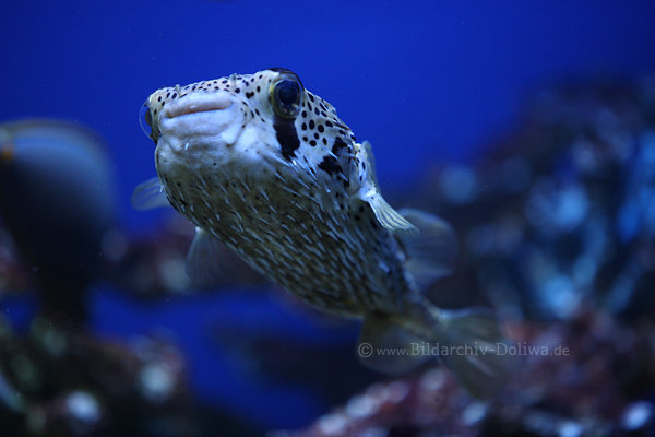 Stachelschweinfisch kleiner Breitmaul Grossaugen Flachkoerper voll Stacheln