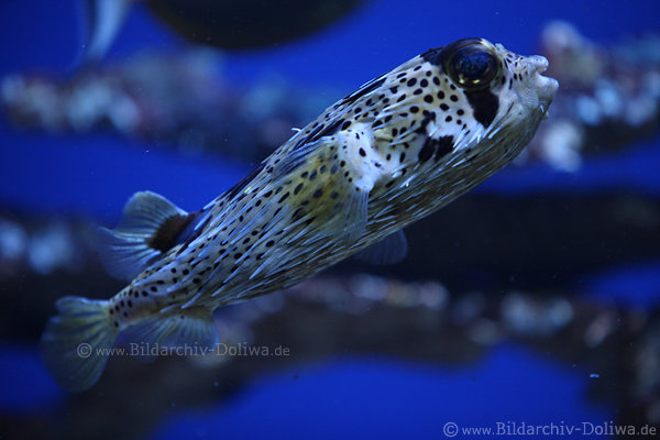 Stachelschweinfisch Unterwasser hnelt Igelfisch lange Stacheln Groauge