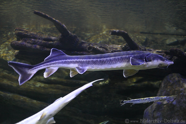Str schwimmender Langfisch blau Unterwasser lebend