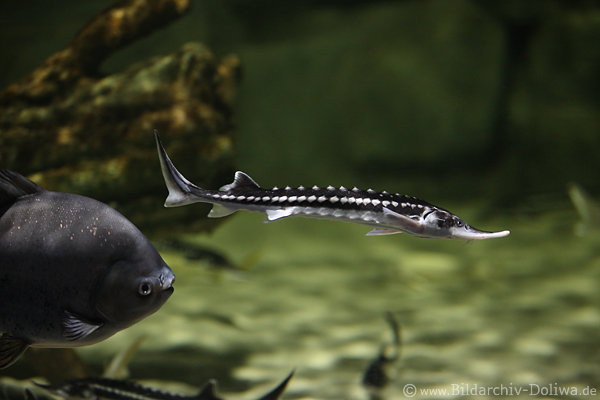 Baltischer Str Fischkind Unterwasserfoto schlanker Jungfisch