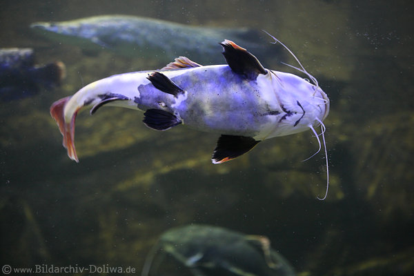 Wels Bauchseite mit tastempfindlichen Barteln