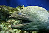 Muräne Bild Muraena helena Aalartiger Fisch Maul Zähne & Fischkopf in Wasser