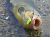 Schleie Bild am Angelhaken Fischfang-Trophäe Foto in Uferwasser