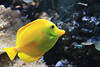 Gelber Seebader Foto schöner Doktorfisch in Wasser lebend Zebrasoma flavescens Gelbfisch