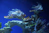 Rotfeuerfische 3 schöne Giftfische besetzen Korallenriff