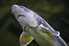 Stör-Maul Unterseite Unterwasser Störfisch-Portrait schwimmend