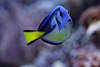 707059  Doktorfisch Paracanthurus hepatus geffneter Maul Foto, Fisch, Wirbeltier, Aquarienfisch in Tierfoto