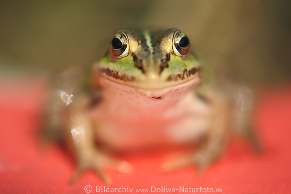 Frosch-Groaugen im Fokus Tiermaul Schnauze Sitzportrt