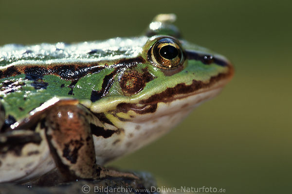 Grner Wasserfrosch seitliches Tierprofil