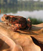 Krten Foto rot Froschlurch Naturbild auf Herbstblatt mit Seeblick