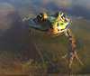 Frosch-Pfote Foto unter Wasser Tier Amphibie Augenblick Naturbild