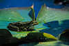 0259_ Frosch Foto auf Blatt Seerose in Sonne baden schwimmen auf Wasserpflanze
