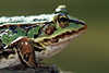 0265_Wasserfrosch Foto Makro-Portrait seitlich Tierprofil Frosch sitzend am Stein Amphibie