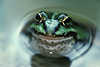 Frosch in Wasserdelle Großaugen Makrobild Amphibie-Portrait