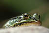 0357_ Froschblick Tierfoto Augen schauen aus Versteck Froschbild Naturportrait