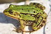 1302079_ Frosch Makrobild in Vollgre Sitz auf weissem Hintergrund Tierportrt seitlich Naturfoto